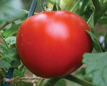 Siletz Tomato Seeds